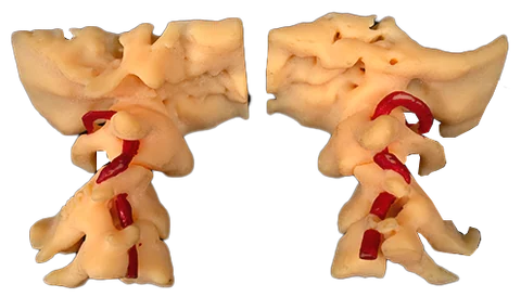 Visto — Anatomic Models — photo 2