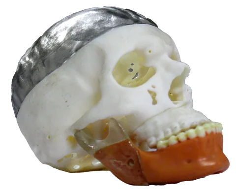 Visto — Anatomic Models — photo 3