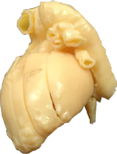 Visto — Anatomic Models — photo 4